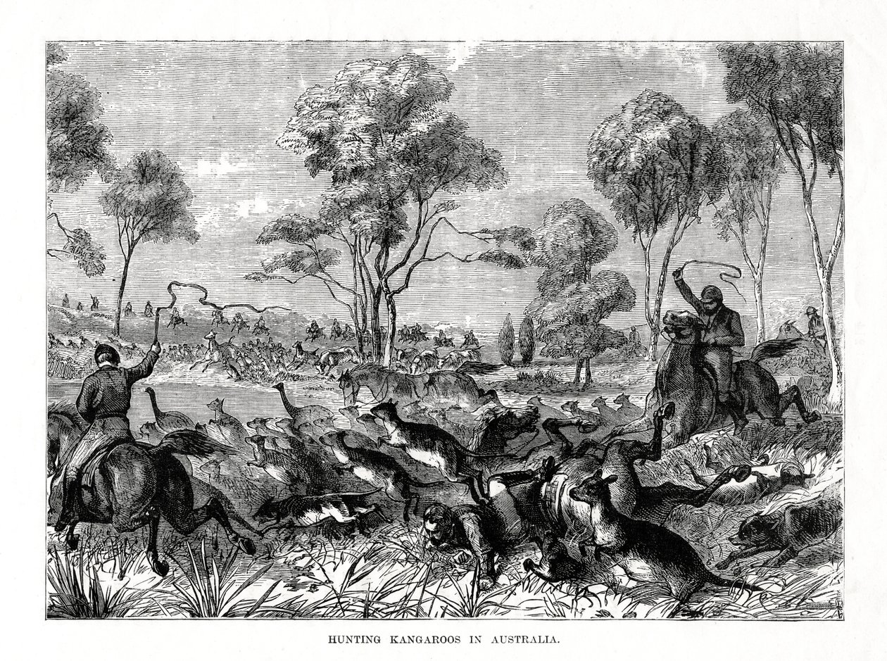Kenguru vadászata, Ausztrália, 1877 alkotó: Unbekannt