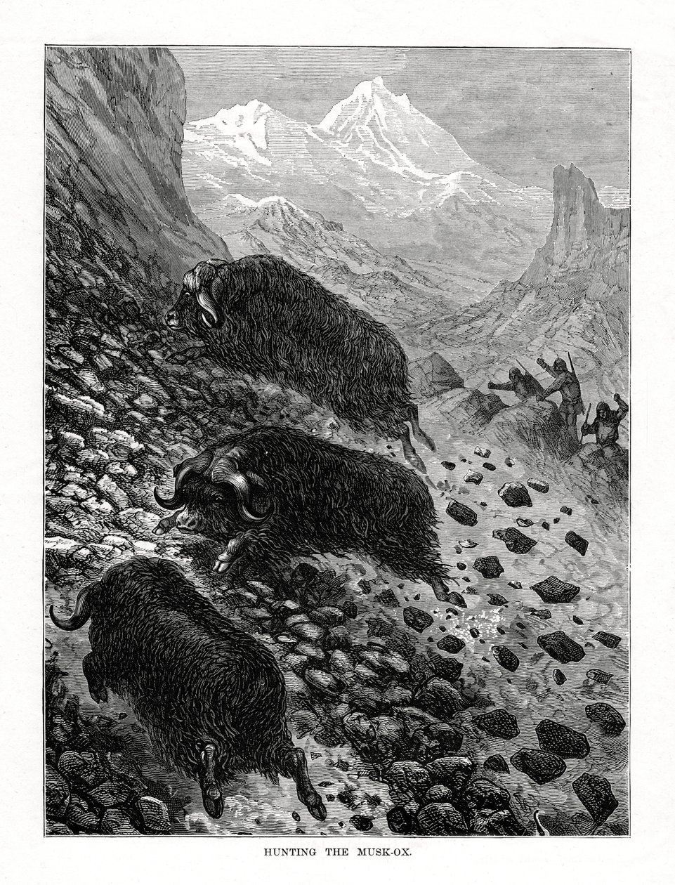 Vadászat a pézsmaökörre, 1877 alkotó: Unbekannt