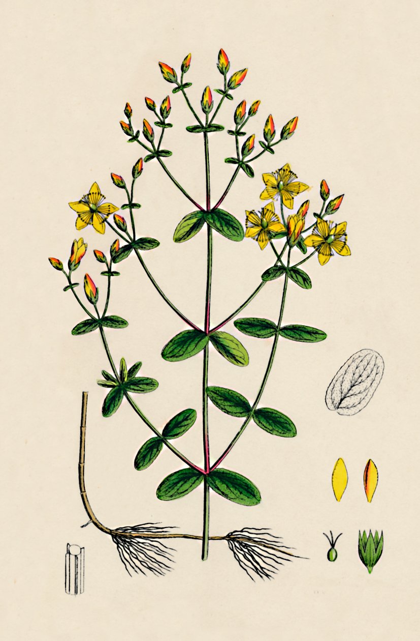 Hypericum Boeticum. Hullámos levelű St. Johns Wort, 19. század alkotó: Unbekannt