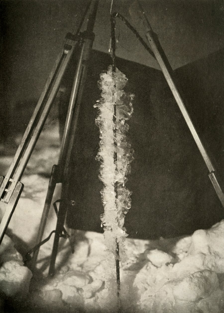 Jégkristályok alakultak ki egy halcsapda vonalán, c1908, 1909 alkotó: Unbekannt