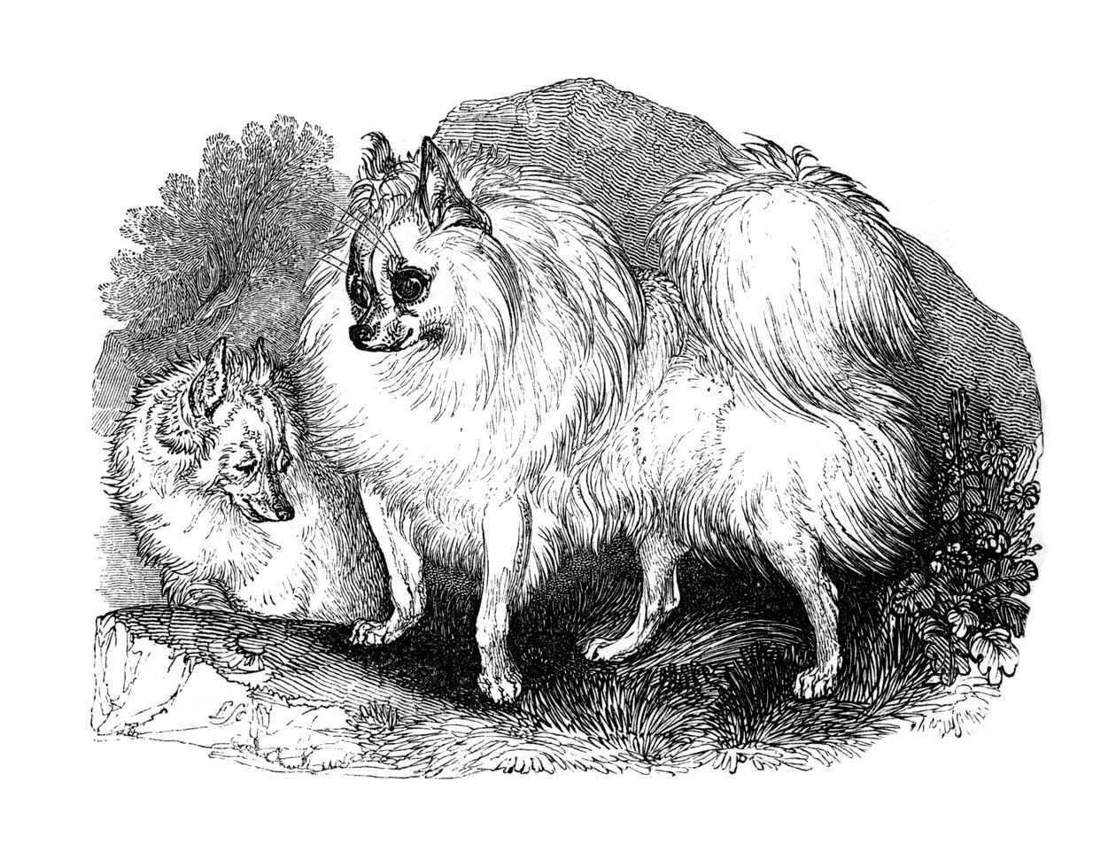 Izlandi kutya, 1848 alkotó: Unbekannt