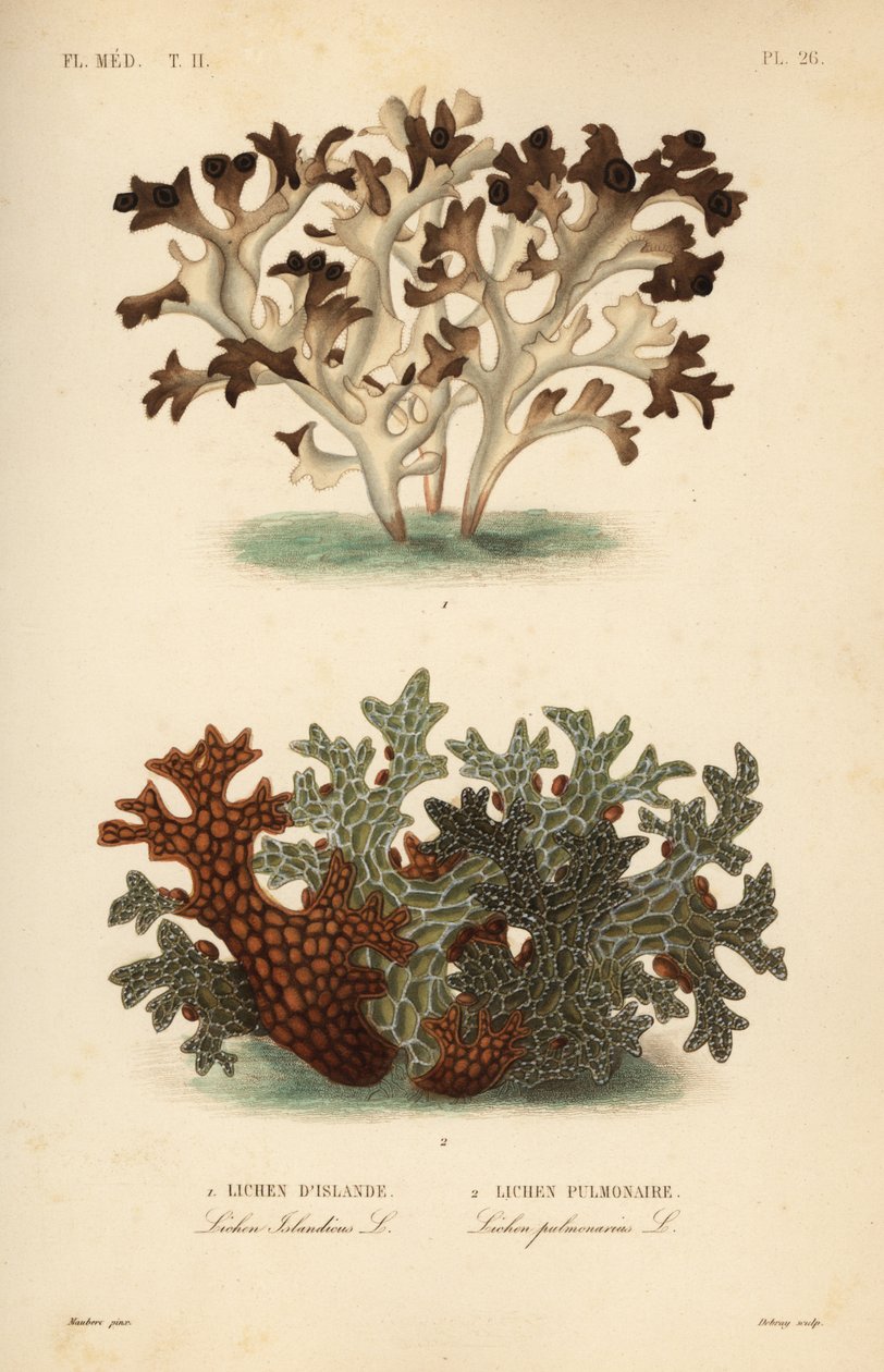 Izlandi moha, Cetraria islandica, Lichen d