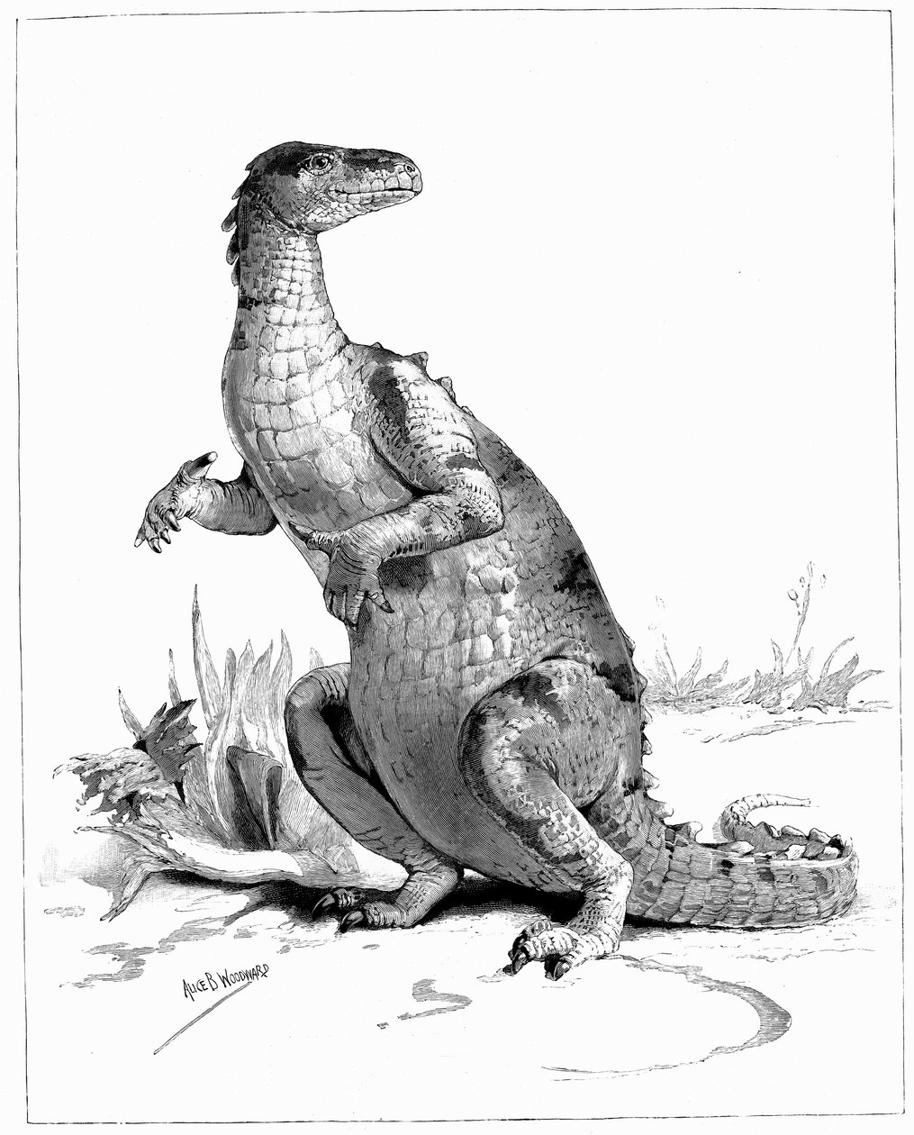 Iguanodon, 1895 alkotó: Unbekannt