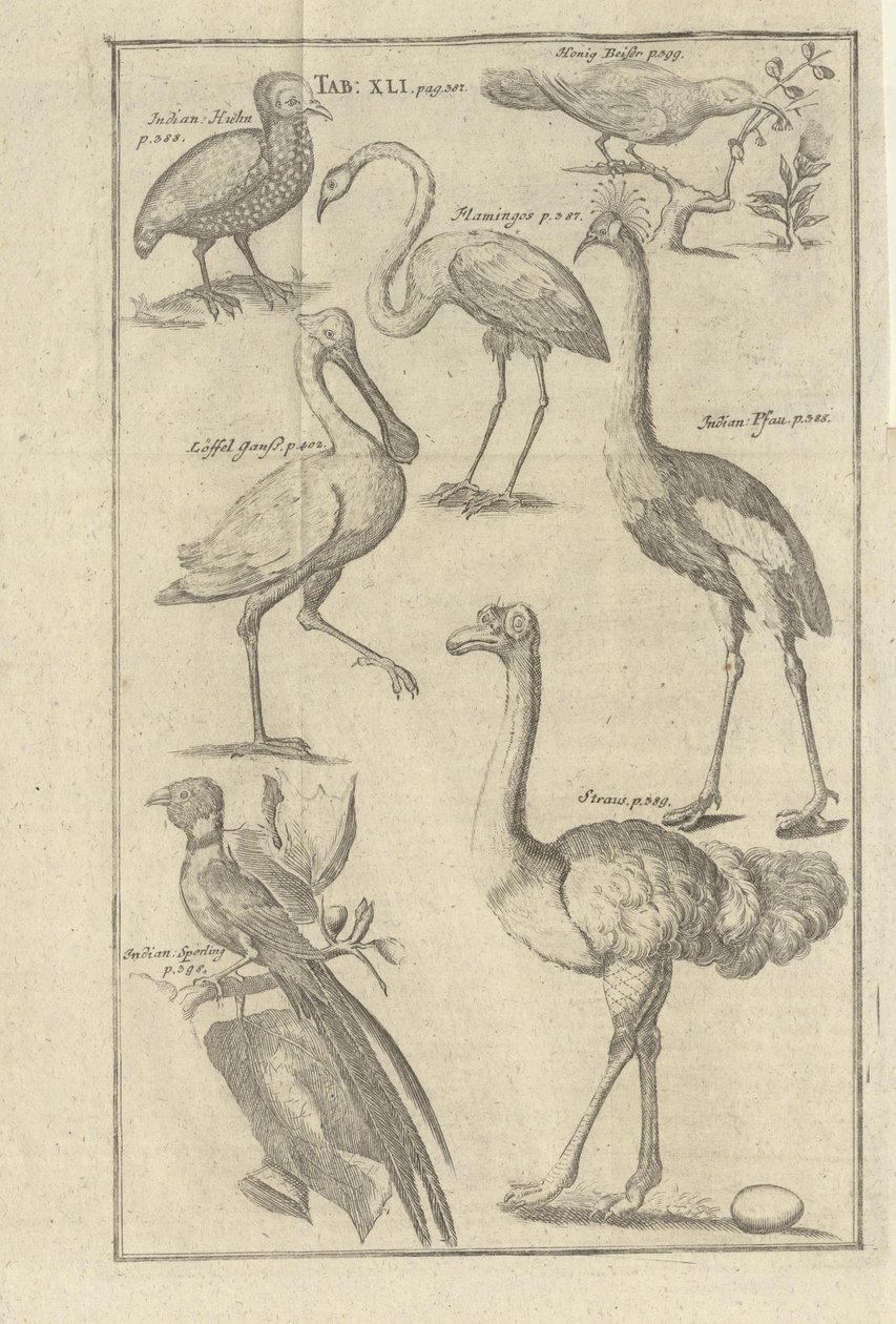 Illustrasjon hentet fra boken A Vorgebürges des Guten Hope és hottentotjaik leírása av Kolb, Peter og utgitt av bey Peter Conrad Monath (de, 1745) alkotó: Unbekannt