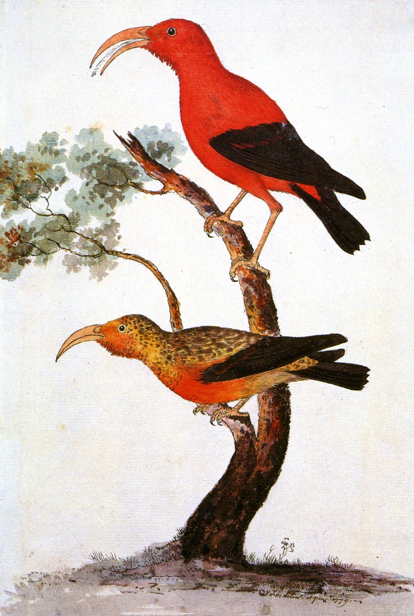 Illusztráció/Iiwi/Iwi/Scarlet honeycreeper/Scarlet Hawaiian Honeycreeper alkotó: Unbekannt