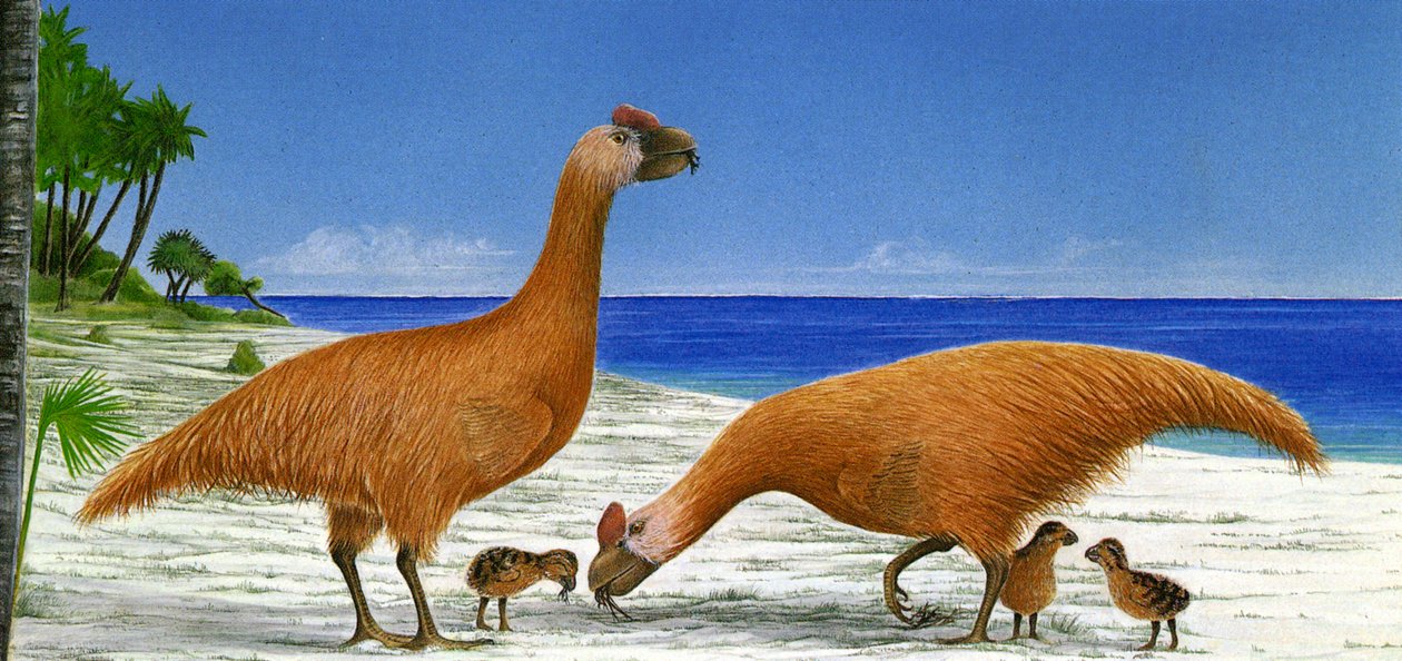 Illusztráció/Sylviornis neocaledoniae alkotó: Unbekannt