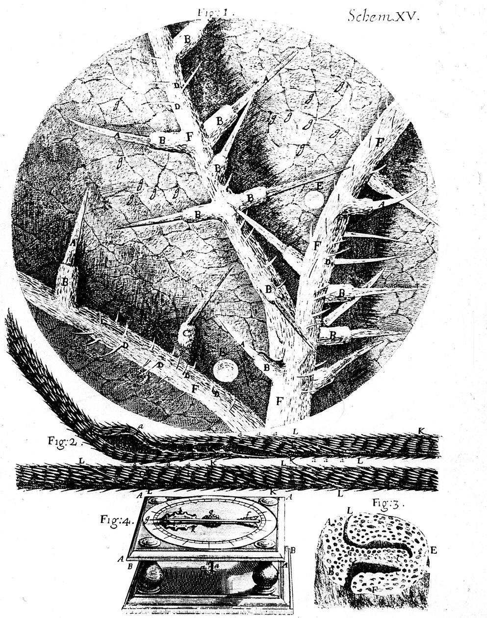 Illusztrációk a Robert Hookes Micrographia angol mikroszkóptól, 1665 alkotó: Unbekannt