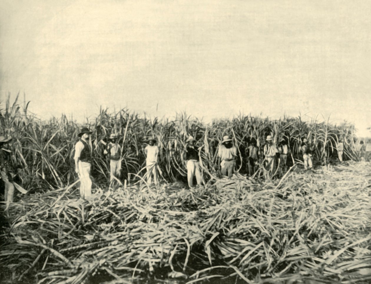 Egy queenslandi cukorültetvényben, 1901. alkotó: Unbekannt