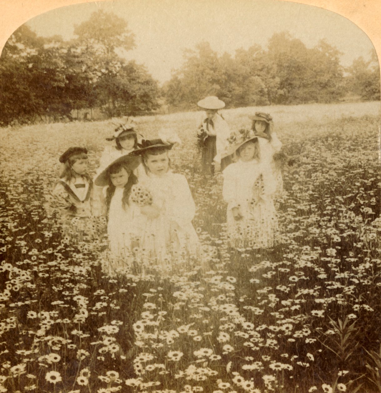 Százszorszép mezőn: Sweet Flowret of the Rural Glade, 1896. alkotó: Unbekannt