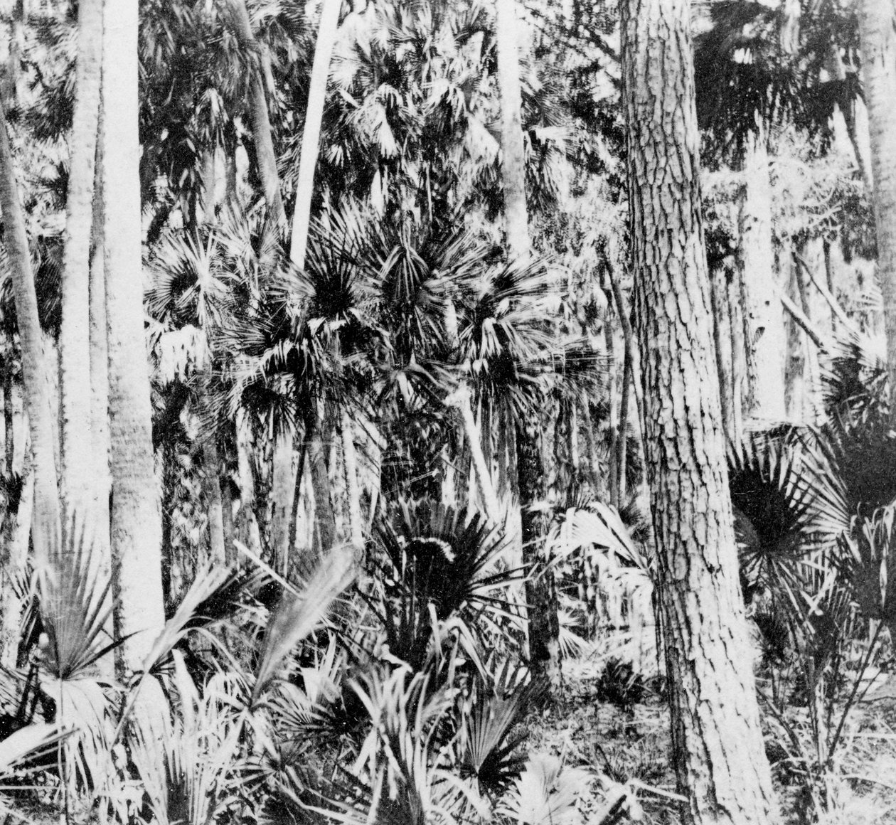 A dzsungelben, India, 1900-as évek alkotó: Unbekannt
