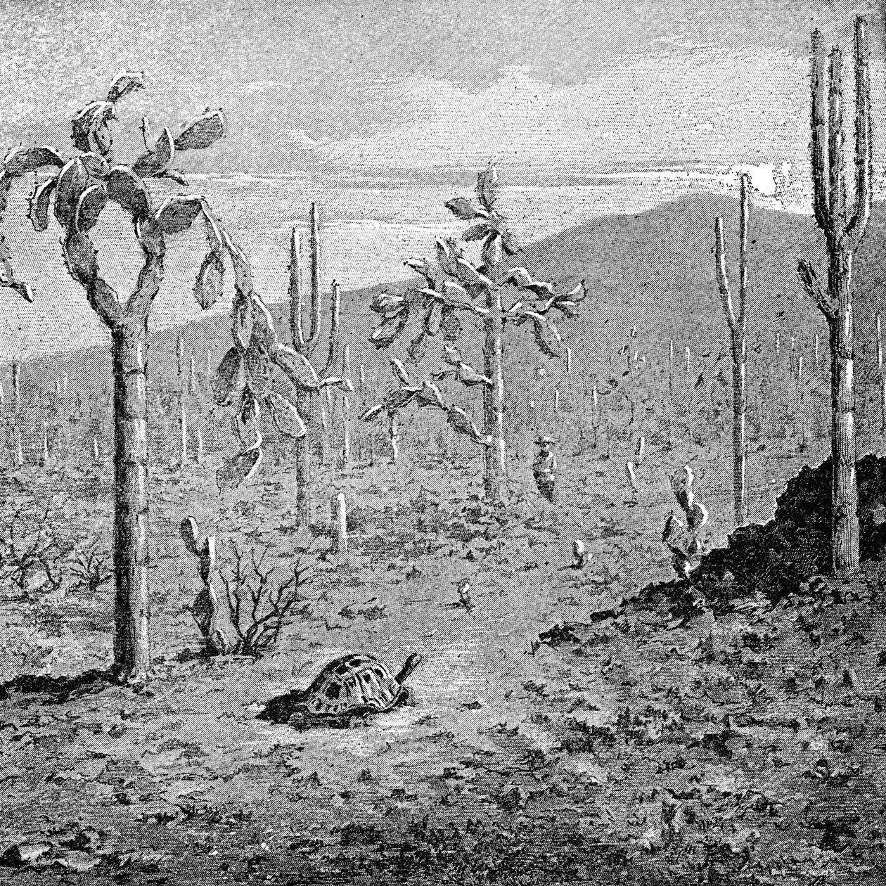 Fáradhatatlan sziget, Galápagos szigetvilág, 1895 alkotó: Unbekannt