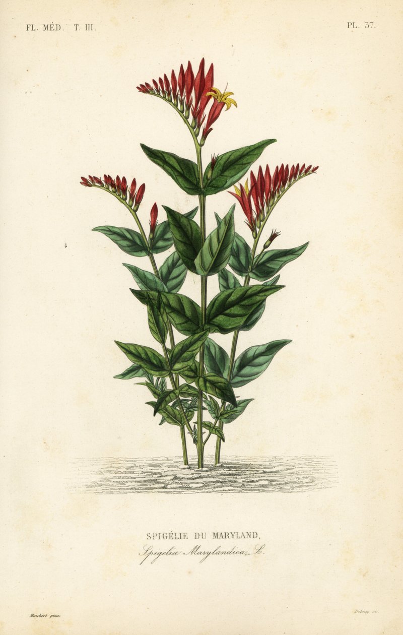Indiai rózsaszín vagy erdei rózsaszín gyökér, Spigelia marilandica, Spigelia marylandica, Spigelie du Maryland alkotó: Unbekannt