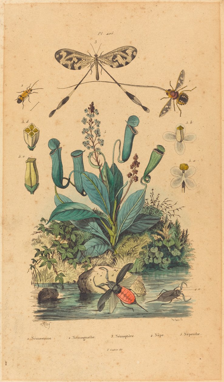Rovarok és virágok, 1837-ben jelent meg. alkotó: Unbekannt