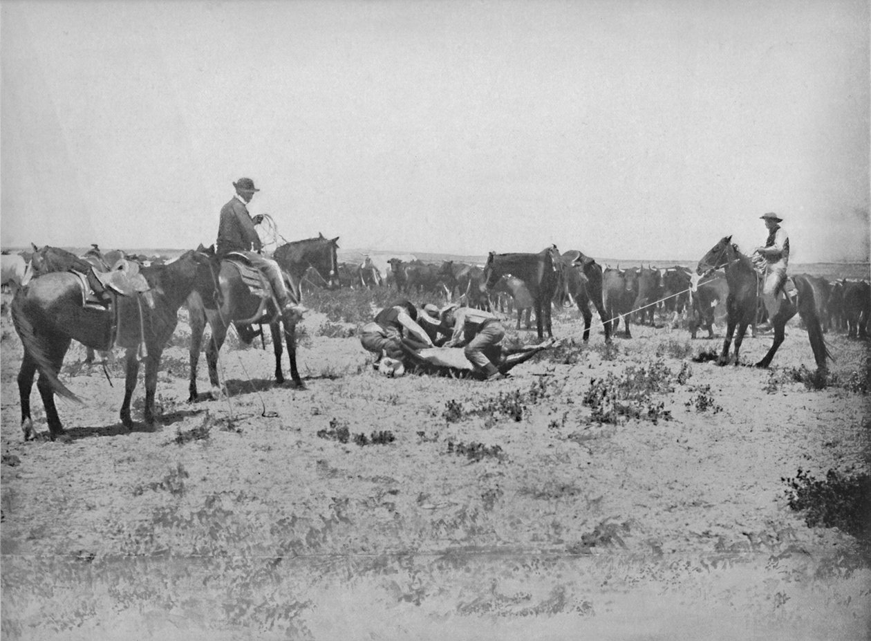 Egy márka vizsgálata a prérin, c1897. alkotó: Unbekannt