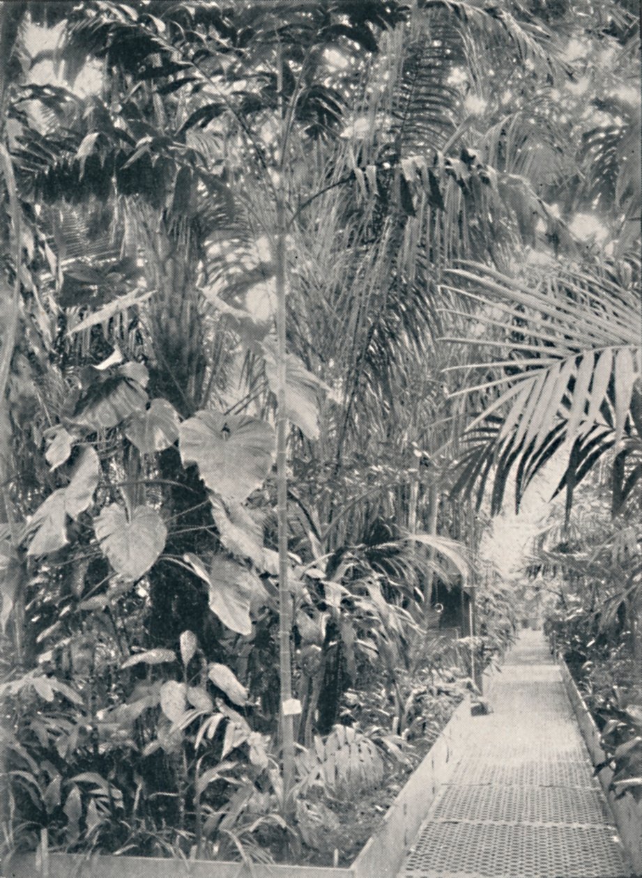 A Great Palm House belseje, Kew Gardens, 1904 alkotó: Unbekannt
