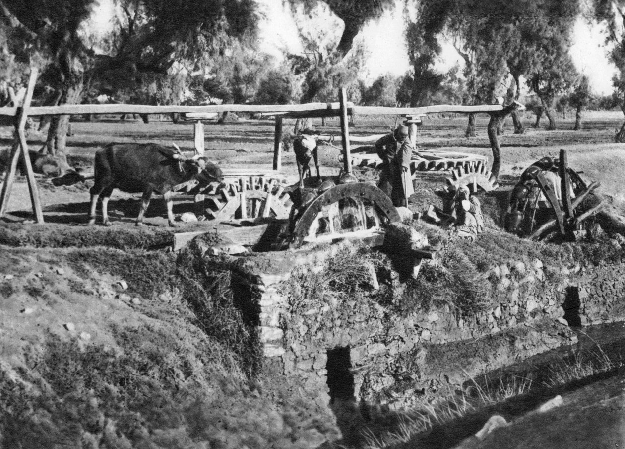 Öntözőmezők Kairó közelében, Egyiptom, 1920-as évek alkotó: Unbekannt