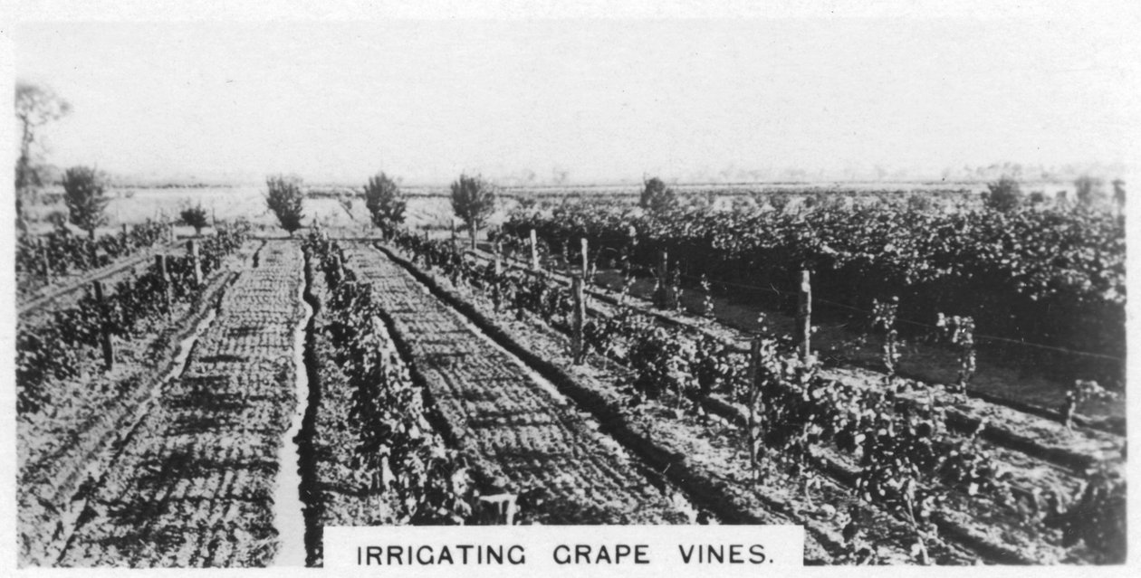 Szőlőtőkék öntözése, Ausztrália, 1928 alkotó: Unbekannt