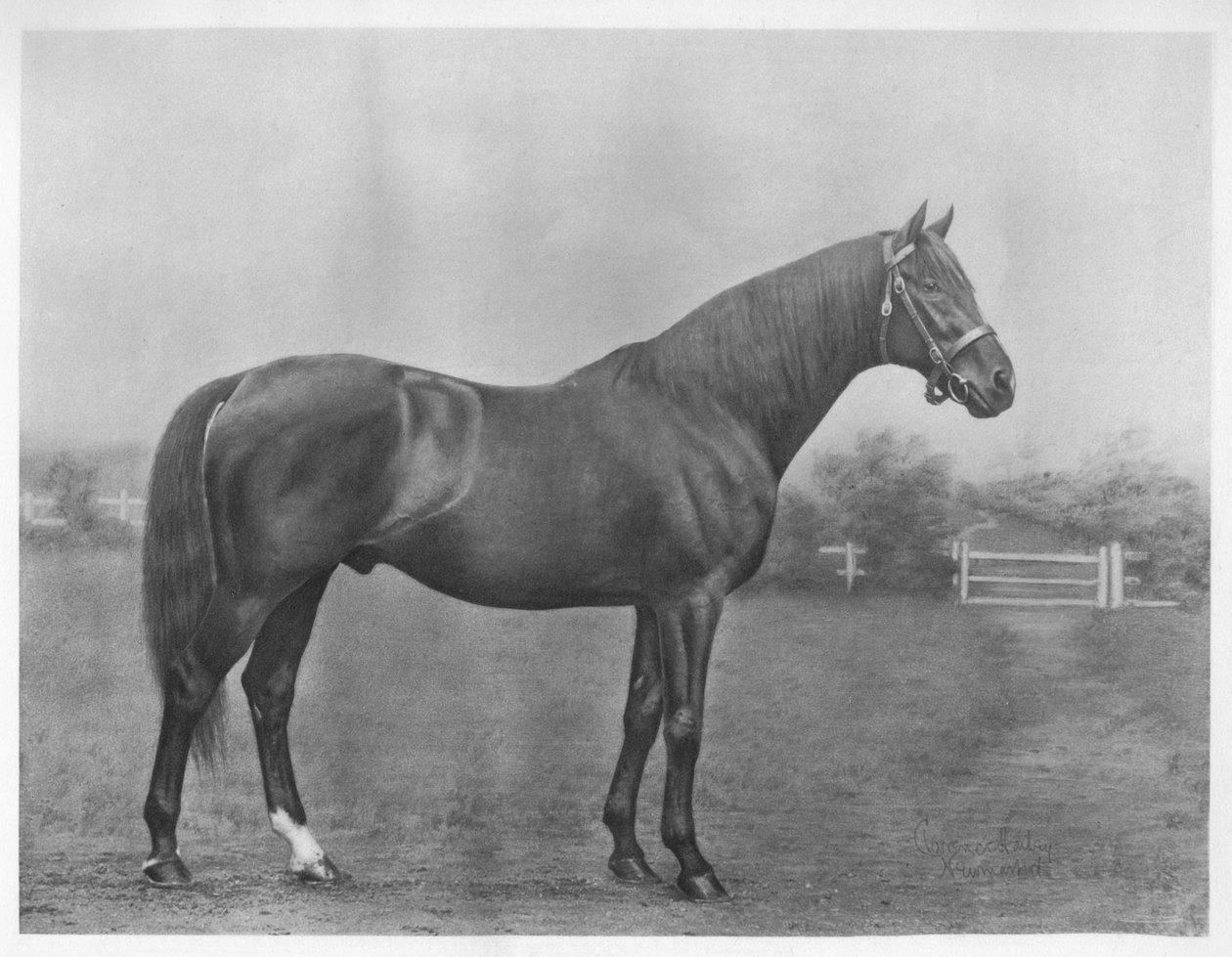 Isinglass-öböl, 1890-1911, 1911 alkotó: Unbekannt
