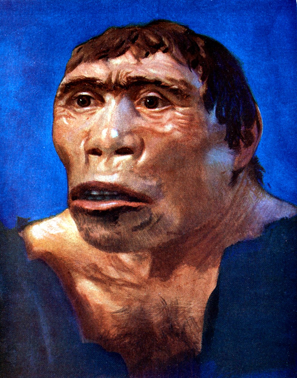 Java Man Pithecanthropus erectus alkotó: Unbekannt