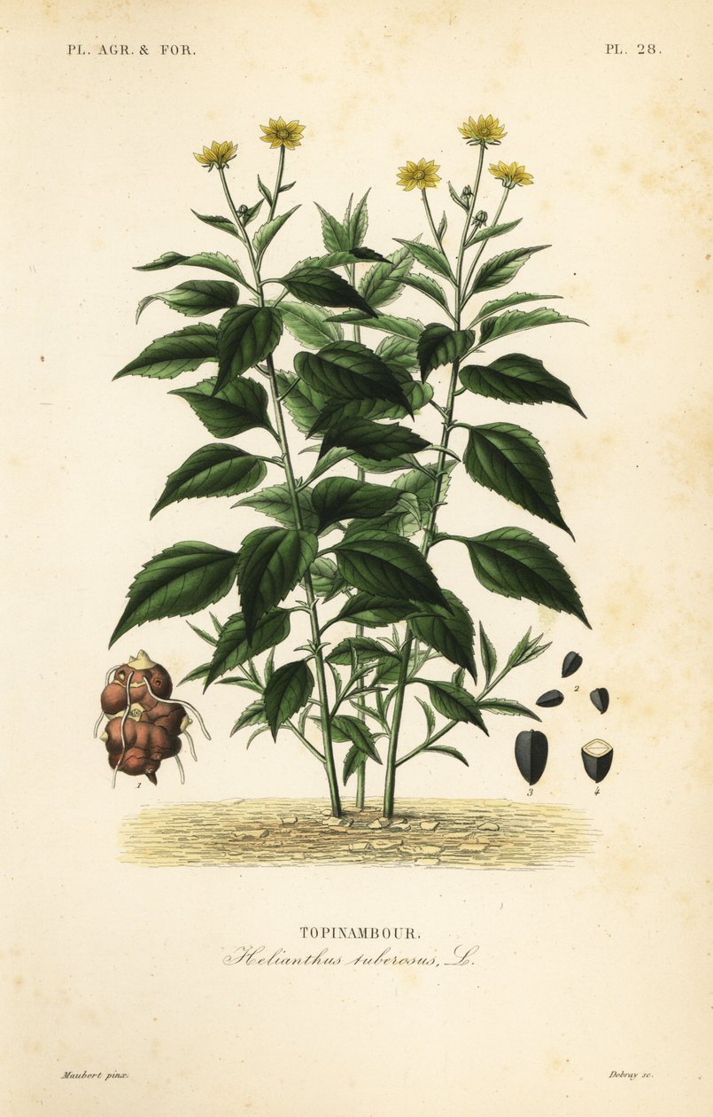 Csicsóka vagy tű, Helianthus tuberusus, Tapinambor. alkotó: Unbekannt