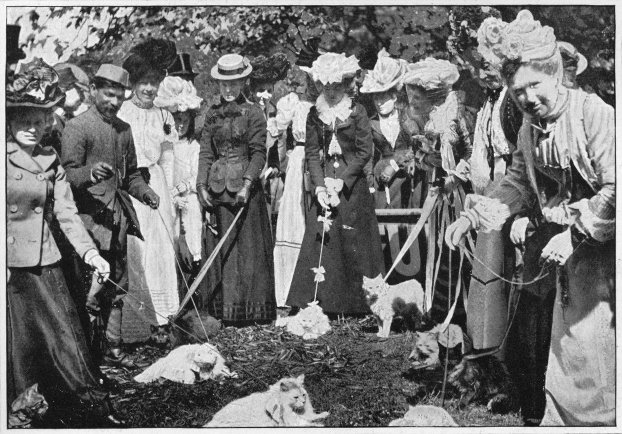 Macskák bírálata a Royal Botanic Gardens kiállításon, Kew, London, 1900 1901 alkotó: Unbekannt
