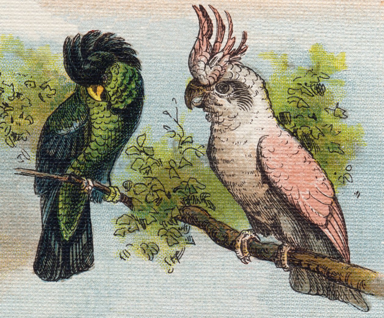Kakatoes. Metszet "Alphabet de ma petite fille". Bernardin-Bechet és Fils, könyvkereskedő-kiadók, Párizs, 1895 körül. Törhetetlen album vásznon. Bibliotheque des Bebes. 12 oldal. Olvasási módszert és szemléltető abeccedert tartalmazó album. Homályos: alkotó: Unbekannt