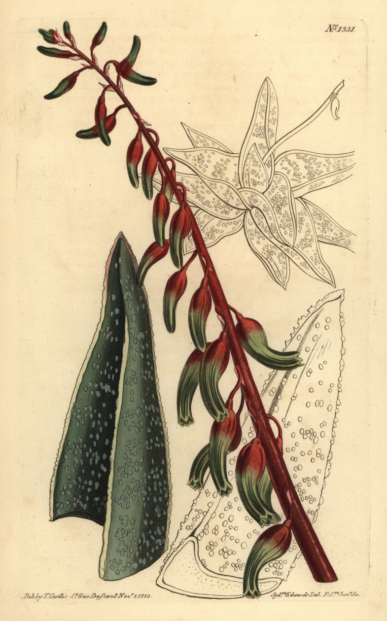 Keeled gasteria, Gasteria carinata alkotó: Unbekannt