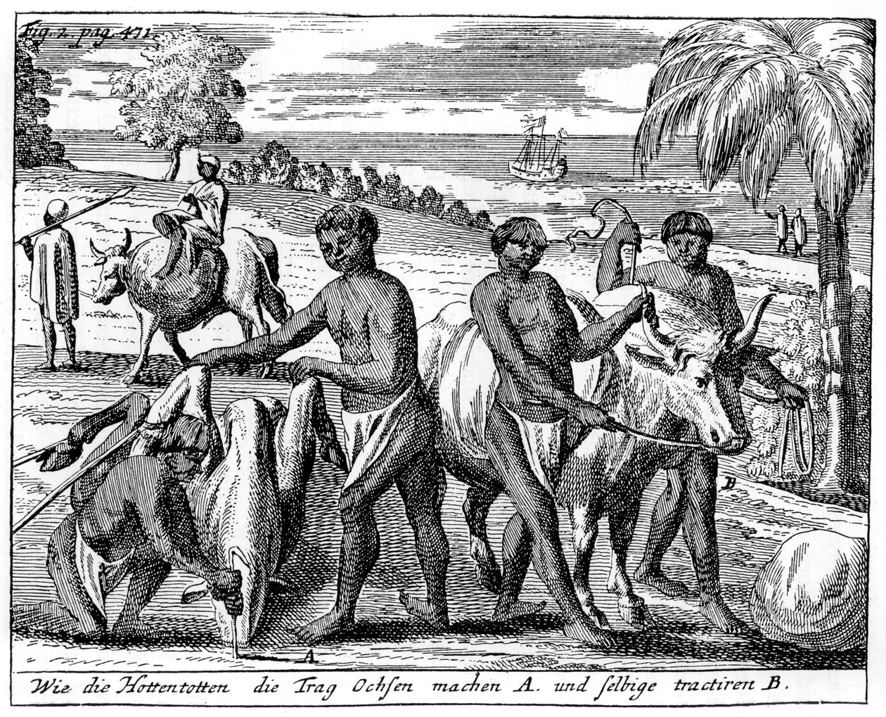 Khoikhois betörő ökrök, Dél-Afrika, 18. század 1931 alkotó: Unbekannt