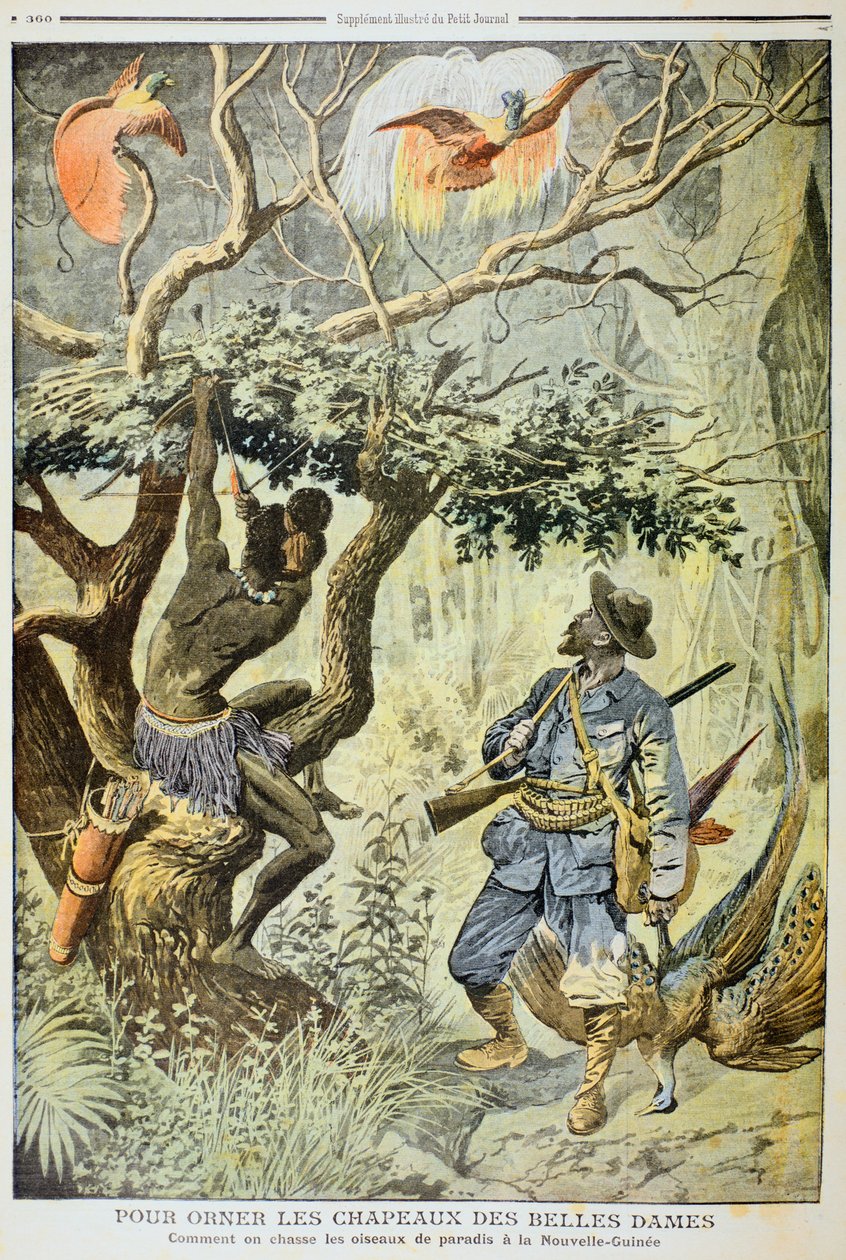 Killing Birds of Paradise, Új-Guinea, 1908 alkotó: Unbekannt