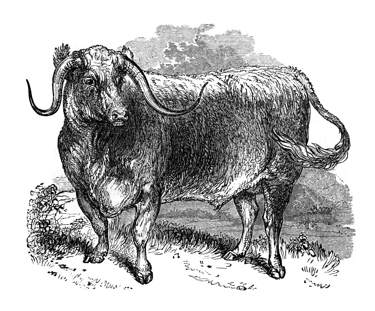 Lancashire ökör, hosszú szarvú fajták példánya, 1848 alkotó: Unbekannt