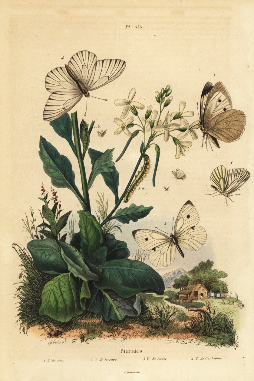 Nagy fehér, Pieris brassicae 1, kis fehér, Pieris rapae 2, zöld erezetű fehér, Pieris napi 3, és fekete erezetű fehér, Aporia crataegi 4. Pierid lepkék alkotó: Unbekannt