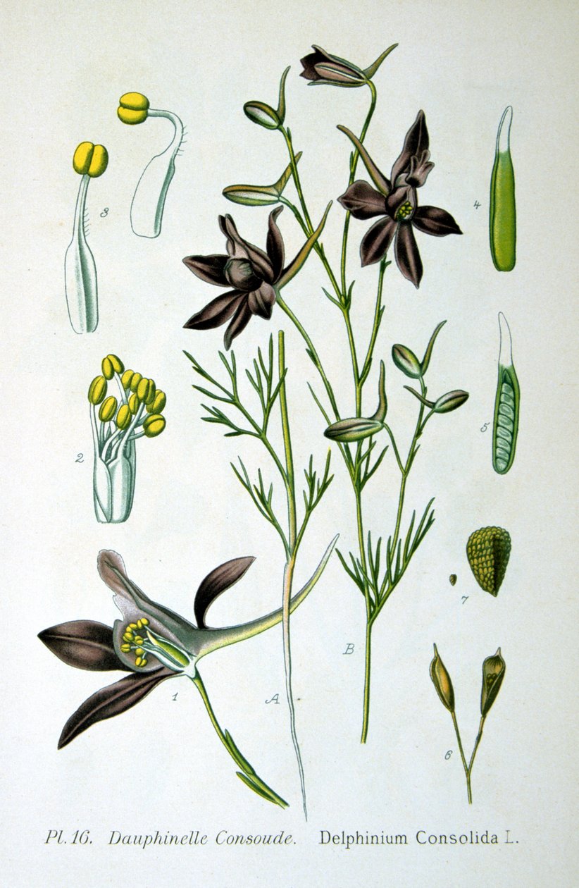 Larkspur, 1893 alkotó: Unbekannt