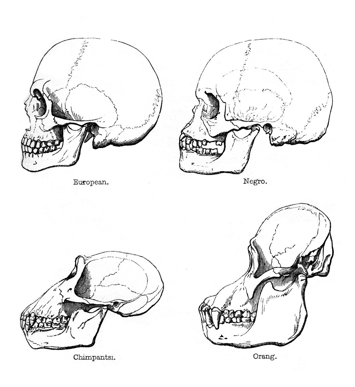 A koponya vagy profil oldalnézete, 1848 alkotó: Unbekannt
