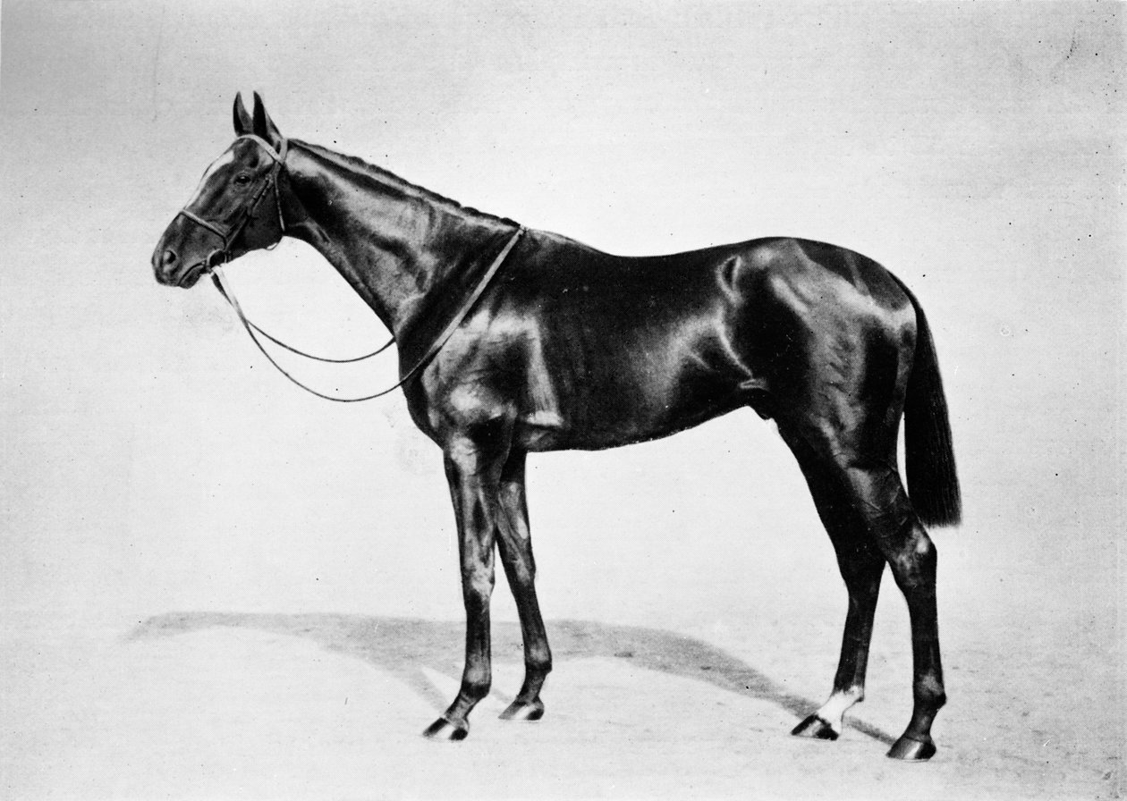 Lemberg, 1911 alkotó: Unbekannt