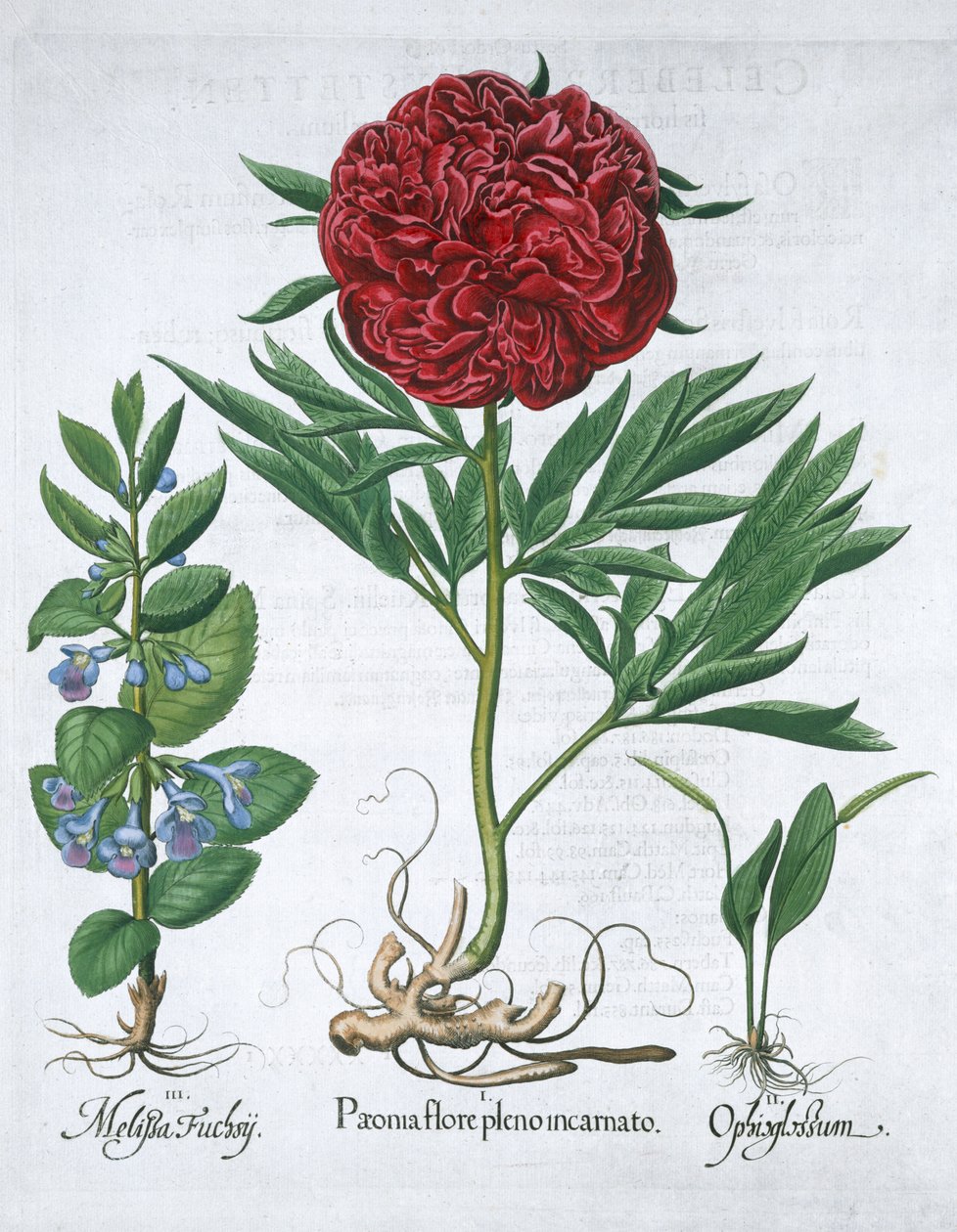 Citromfű, bazsarózsa és páfránynyelv páfrány, 1613 alkotó: Unbekannt