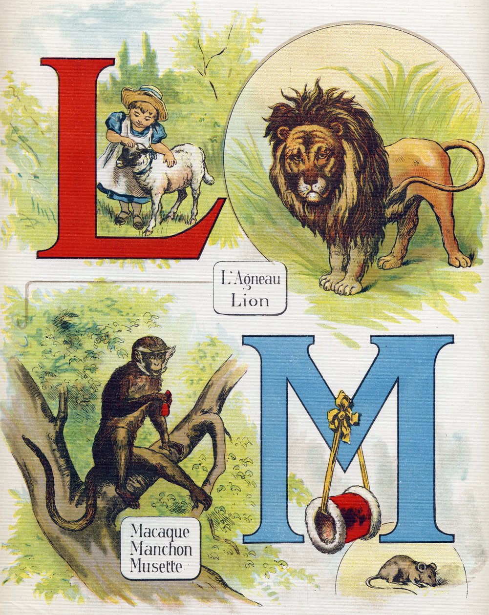 L és M betű: bárány és oroszlán, makákó, hüvely és musette. Metszet "ABC L
