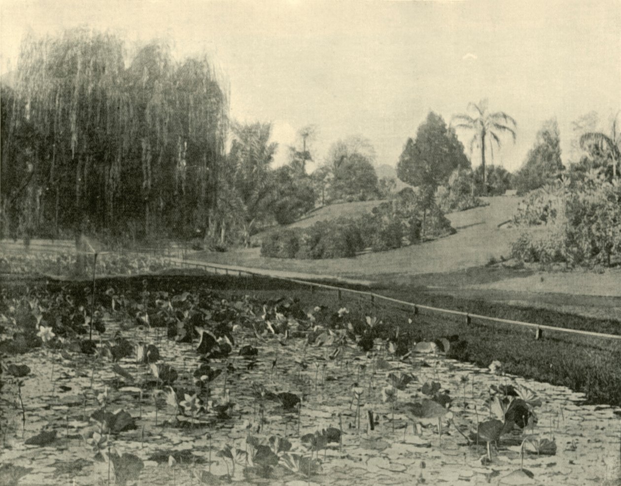 Lily Pond, Brisbane Botanikus Kert, 1901. alkotó: Unbekannt