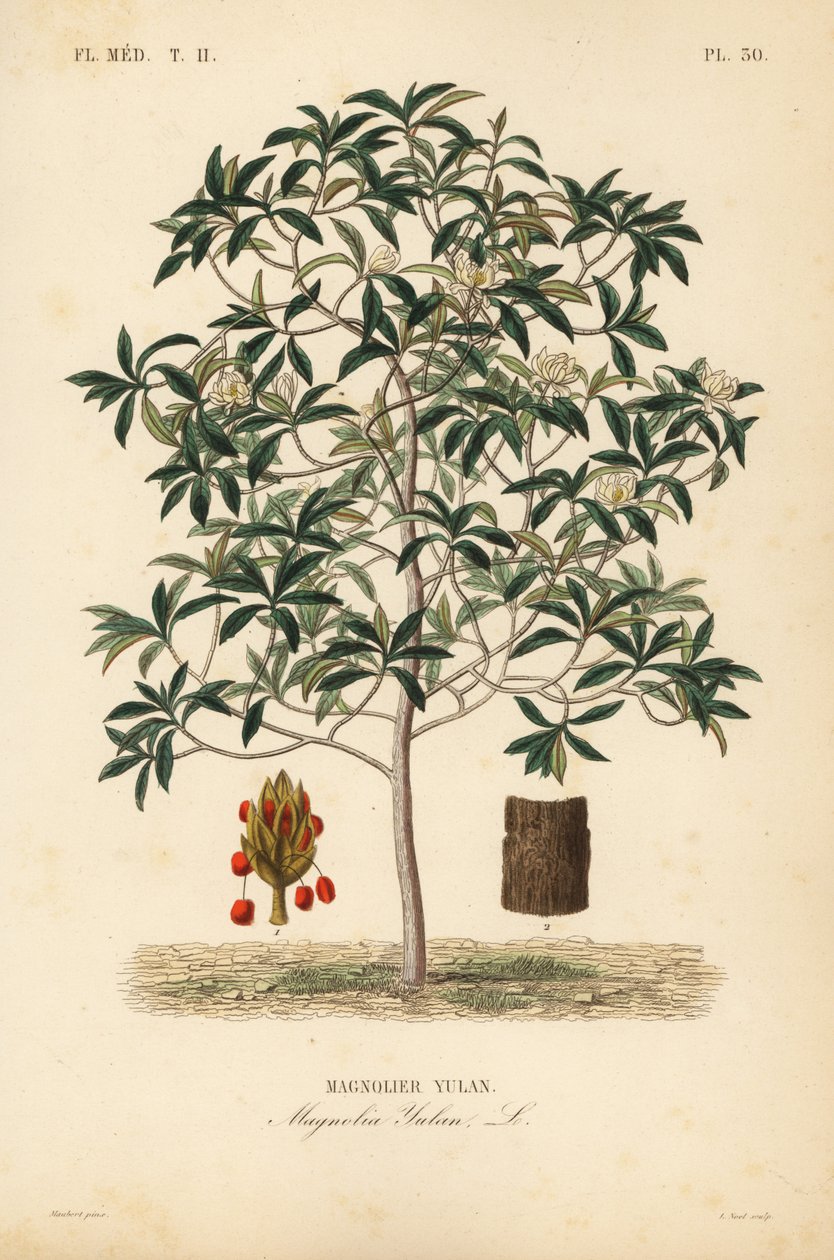 Lilytree vagy Yulan magnólia, Magnolia denudata, Magnolia yulan, Magnolier yulan alkotó: Unbekannt