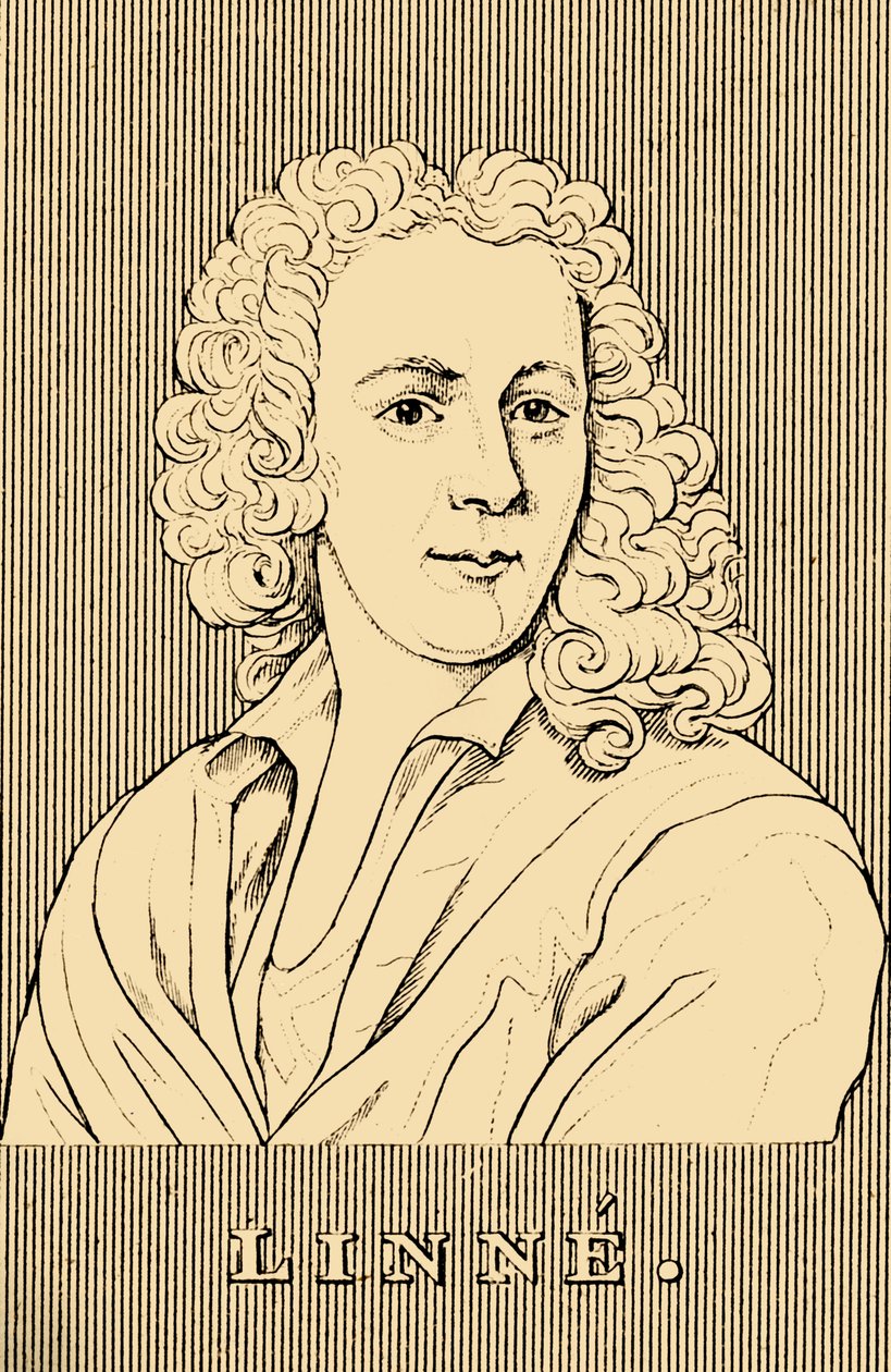 Linne, 1707-1778, 1830. alkotó: Unbekannt