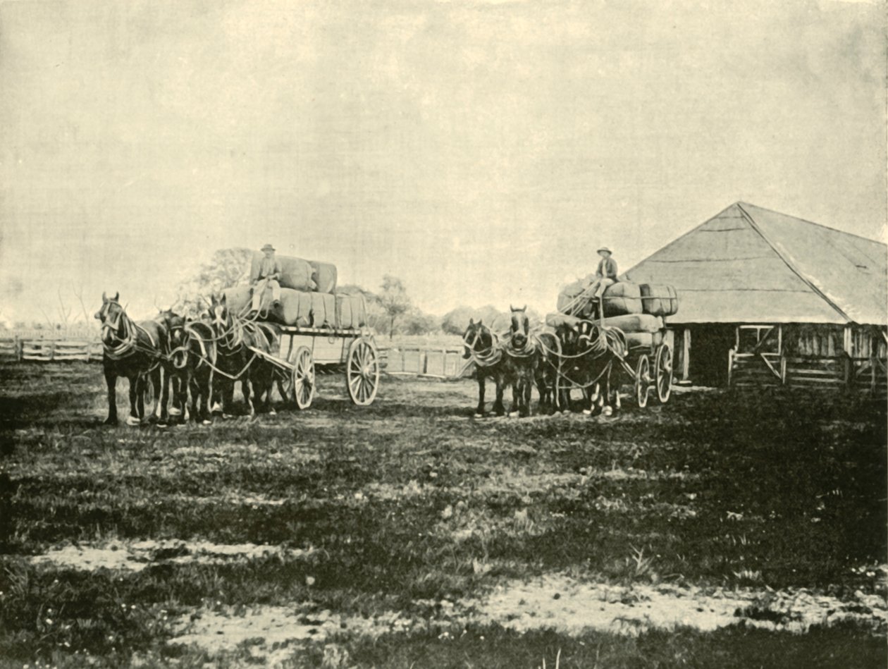 Gyapjú betöltése, Warrawooh állomás, Wimmera, 1901. alkotó: Unbekannt