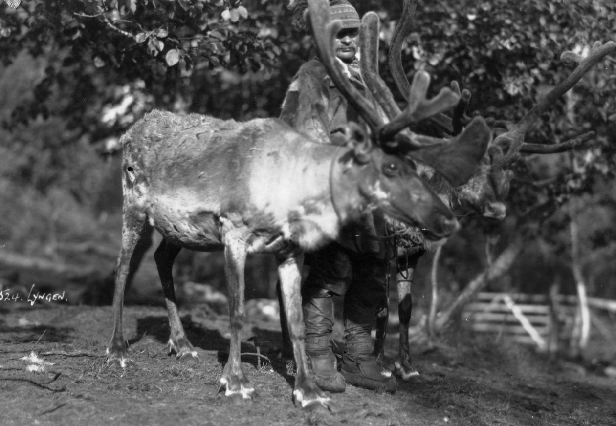 Helyi férfi rénszarvassal, Lyngen, Észak-Norvégia, 1920-c1930-as évek alkotó: Unbekannt