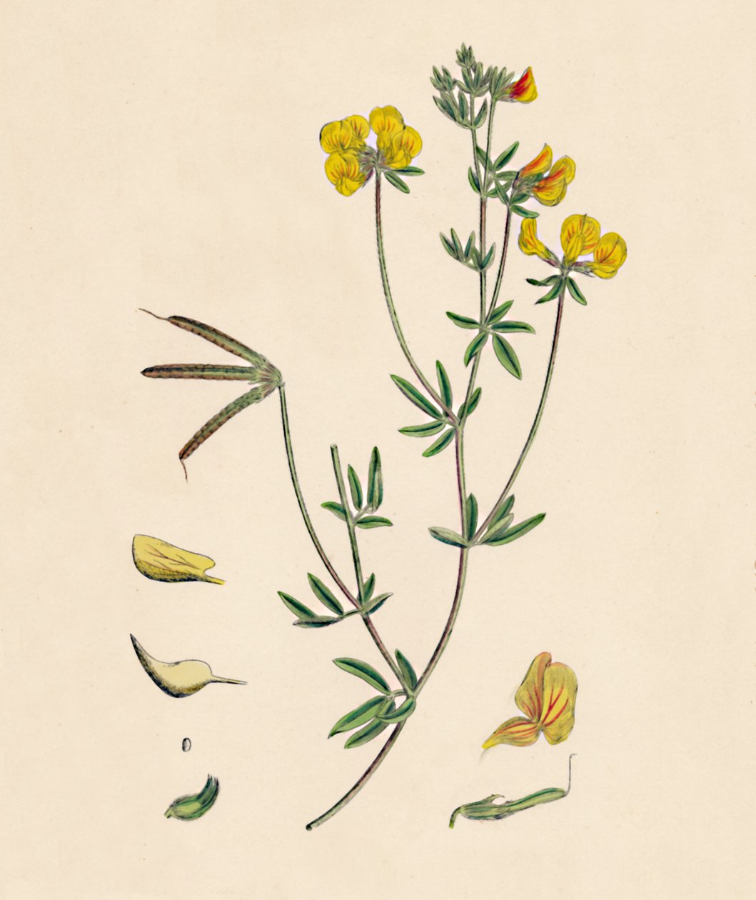 Lotus tenius. Slender Birds-foot Trefoil, 19. század alkotó: Unbekannt