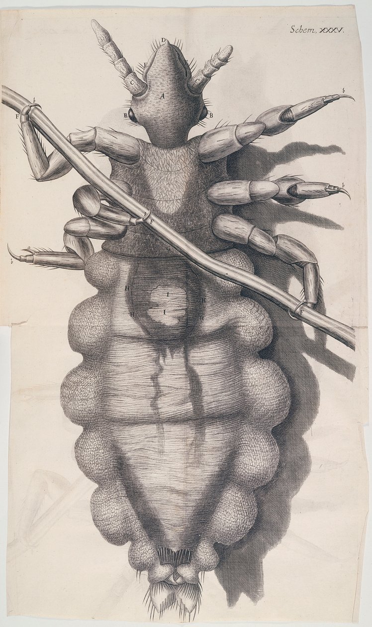 Emberi hajba kapaszkodó tetű a Hookes Micrographia-ban, 1665 alkotó: Unbekannt