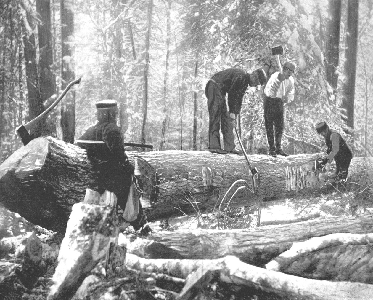 Fakitermelés az Ottawa folyón, Kanada, 1900. alkotó: Unbekannt