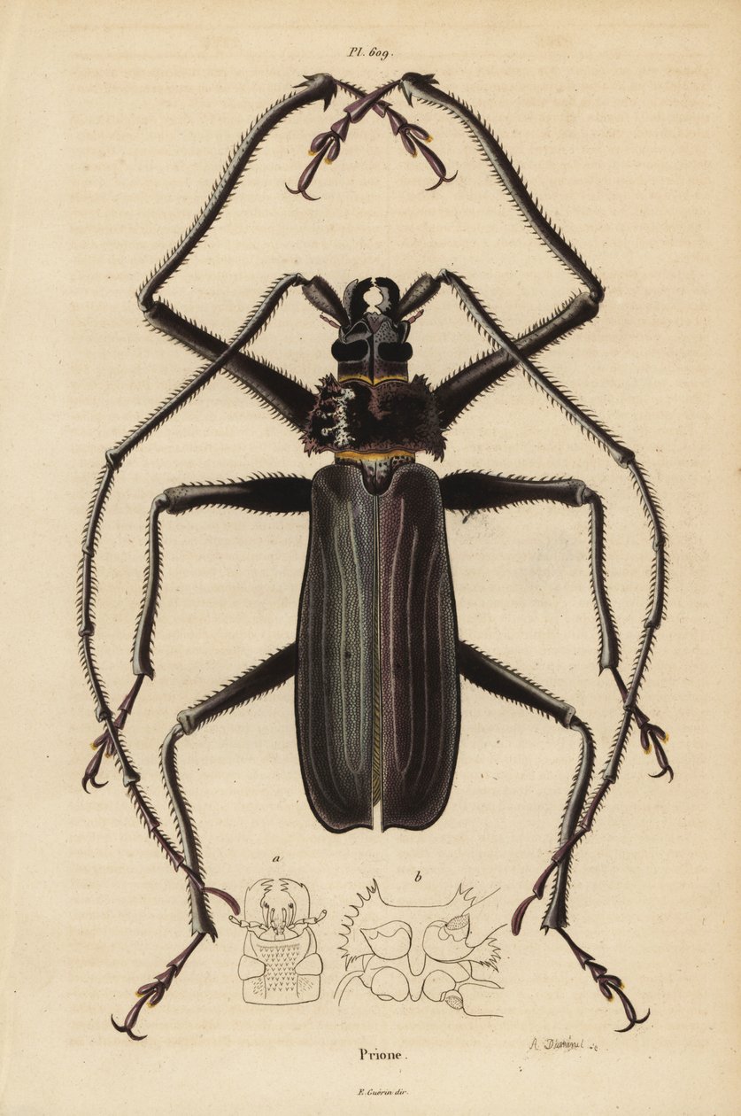 Macrotoma Hayesii bogár alkotó: Unbekannt