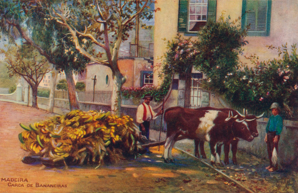 Fa - Banán Carcass, c1940 alkotó: Unbekannt