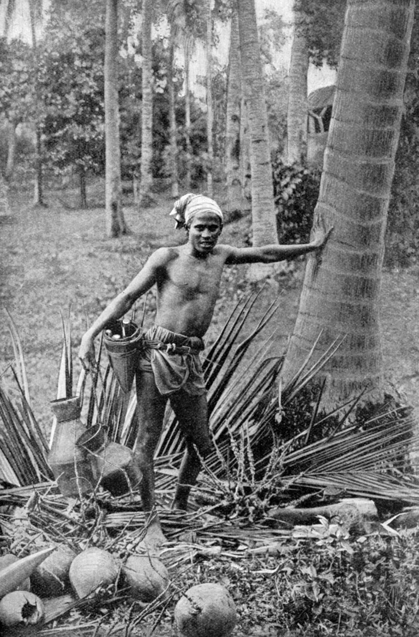 Maláj gyűjti a toddy fa édes borát, 1922 alkotó: Unbekannt