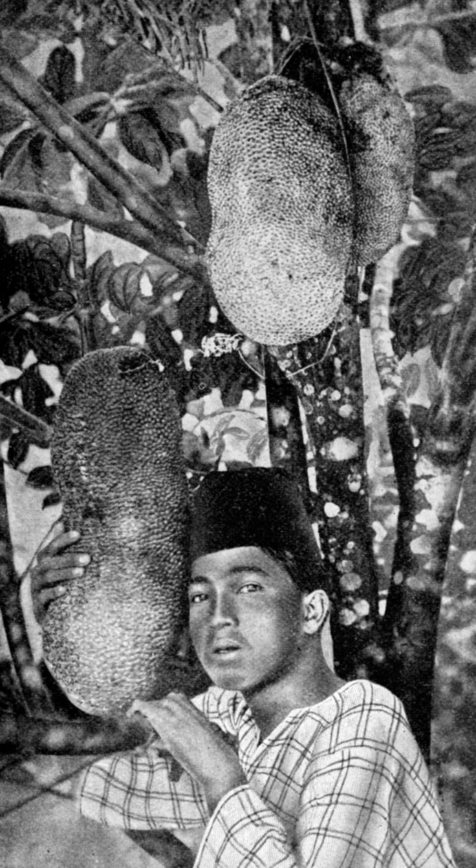 Jackfruitot gyűjtögető maláj, 1922 alkotó: Unbekannt