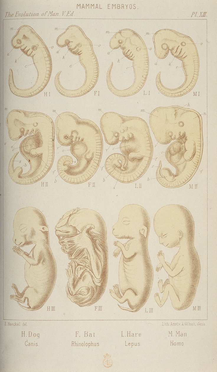 Emlős embriók, 1905 alkotó: Unbekannt
