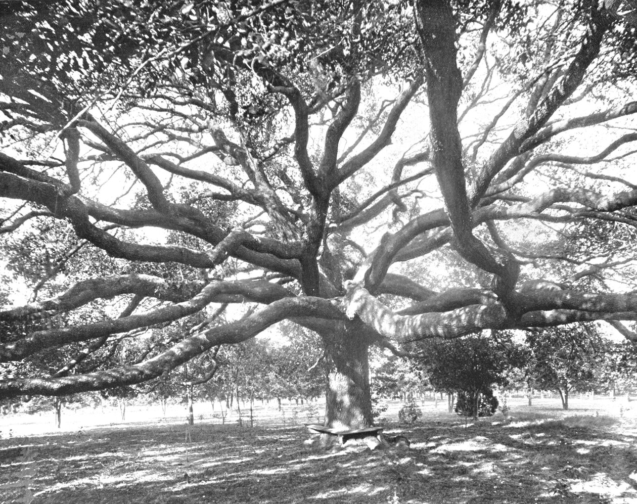 Mammoth Live Oak, Jacksonville közelében, Florida, USA, 1900. alkotó: Unbekannt
